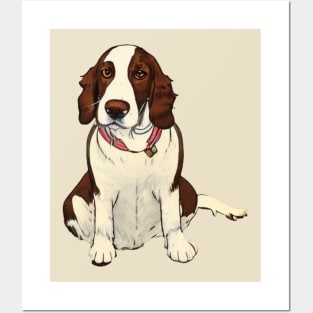 Welsh Springer Spaniel Dog Sitting Watching You Posters and Art